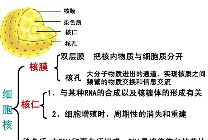 核孔有选择透过性,核孔有选择透过性还是选择性