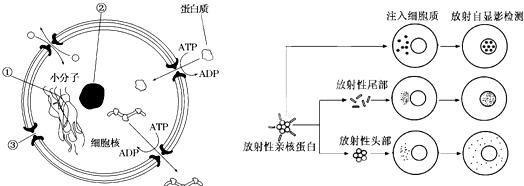 核孔有选择透过性,核孔有选择透过性还是选择性图3