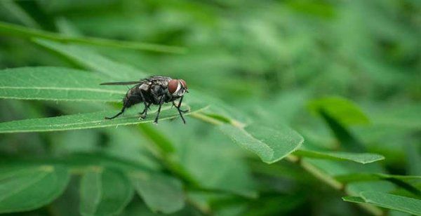 除四害四害指的是哪四种生物,四害是哪四种动物图6