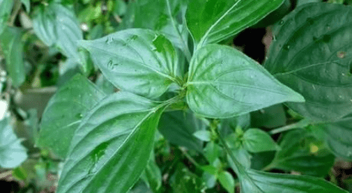 香蒲有什么特点，小香蒲形态特征有哪些特点图1