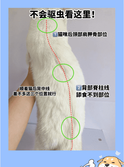 家里养猫怎么驱虫,跳蚤整破防了会死图5