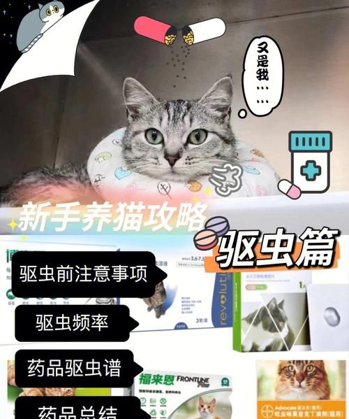 家里养猫怎么驱虫,跳蚤整破防了会死图9