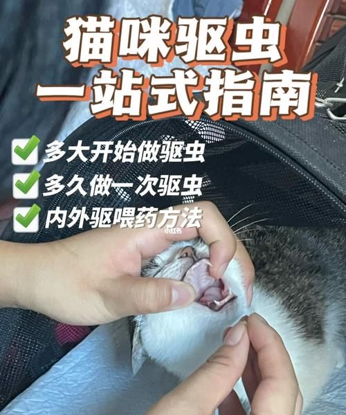 家里养猫怎么驱虫,跳蚤整破防了会死图10