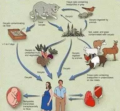 猫咪弓形虫怎么驱虫,猫咪有弓形虫要怎么驱虫药图4