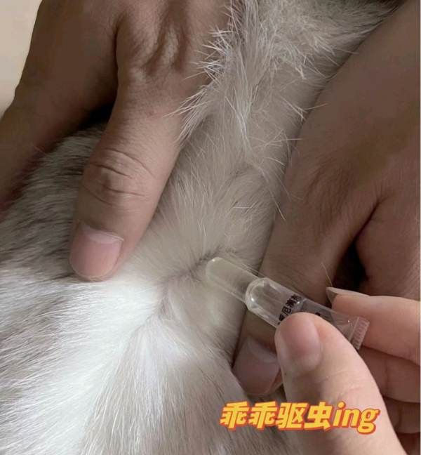 流浪猫怎么驱虫，怎么给流浪猫驱虫呢图3