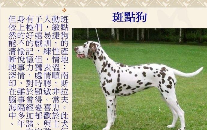 世界名犬排名前00图及名称,世界十大名犬排行榜:第一名竟然是它图13