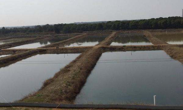 小龙虾养殖池怎么建,小龙虾养殖池塘怎么建图5