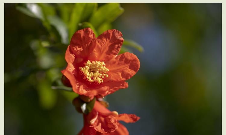 石榴花花语 石榴花花语是什么,石榴花的花语图1