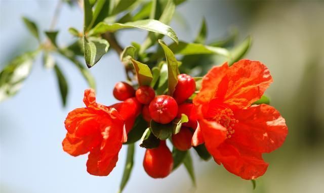 石榴花花语 石榴花花语是什么,石榴花的花语图3