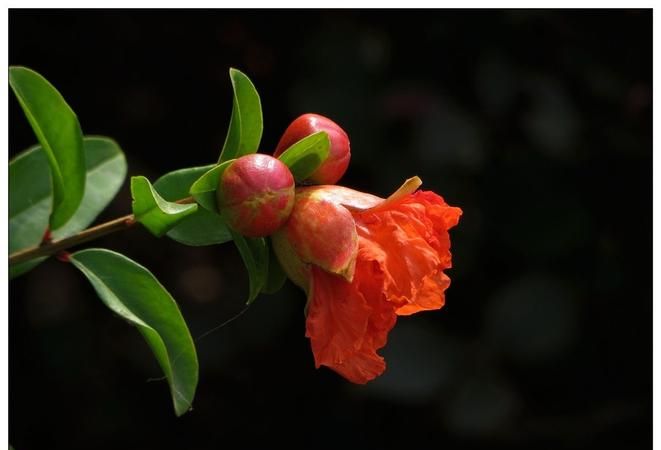 石榴花花语 石榴花花语是什么,石榴花的花语图4