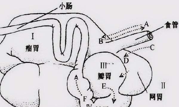 牛的反刍现象是什么，牛吃食具有什么的现象?图5