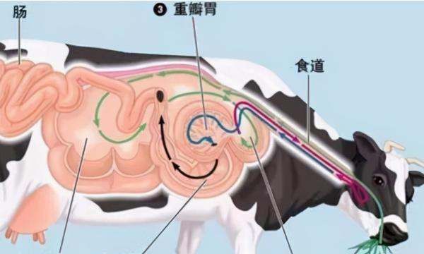 牛的反刍现象是什么，牛吃食具有什么的现象?图7