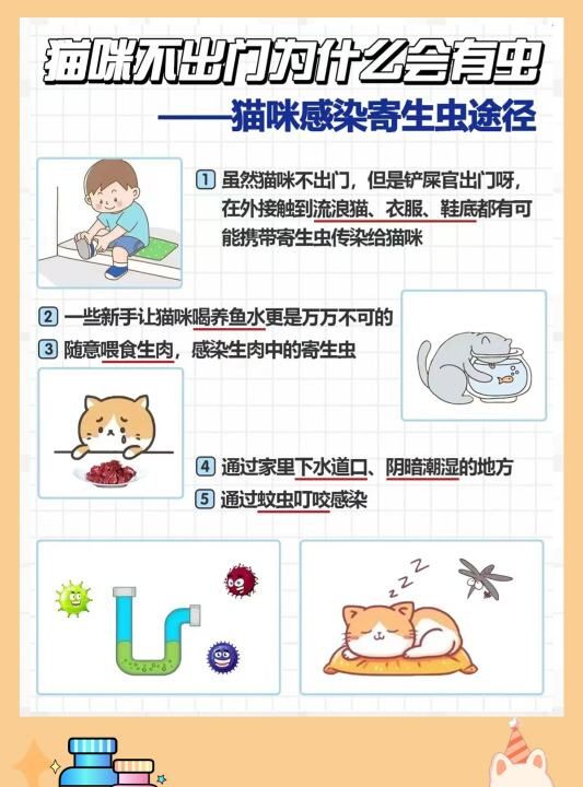 猫咪弓形虫怎么驱虫，猫有了弓形虫怎么治疗图3