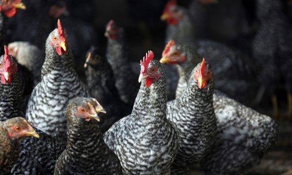 快大型肉鸡有哪几种,一般我们常说的大肉食鸡包括哪些品种图3