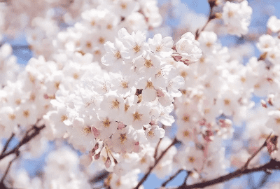 炫舞手游特殊符号樱花,樱花符号怎么打出来图4