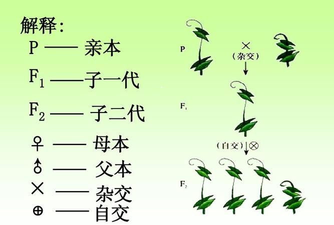 植物怎么区分母本和父本,豌豆产生雌雄配子的比例图2