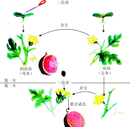 植物怎么区分母本和父本,豌豆产生雌雄配子的比例图4