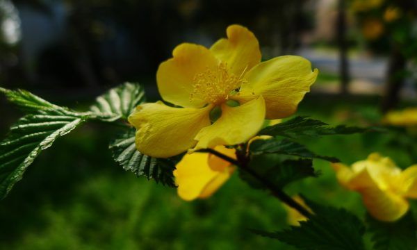 想知道这花叫什么，棣棠花和黄刺玫的区别图1